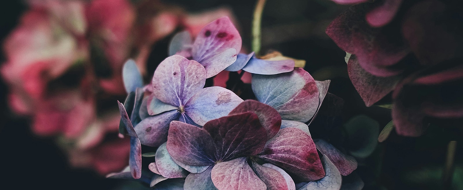 Close-up of colorful hydrangea flowers in bloom.